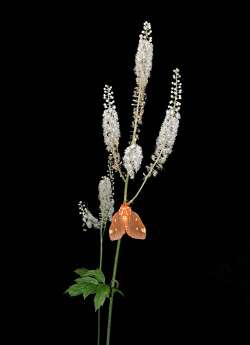 Cohosh walnut Photo: Tami Gingrich