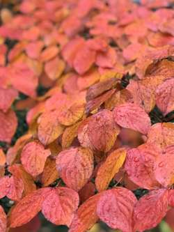 dogwood Photo: Margie Manthey