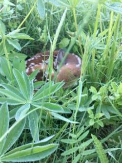 Fawn Photo: Rob Reiber