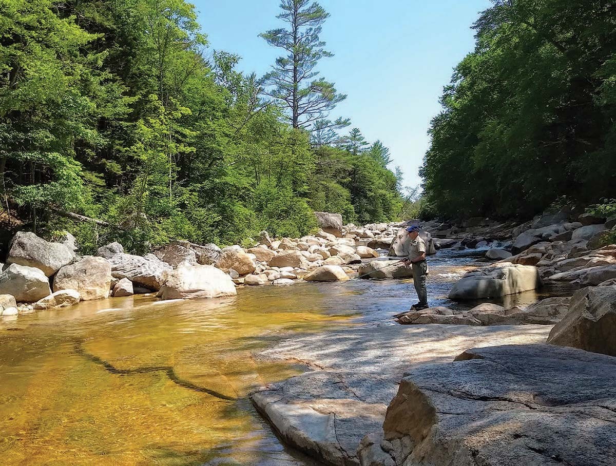 Bringing Back Wild Trout