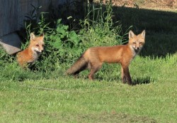 Fox Family Photo: Sue March