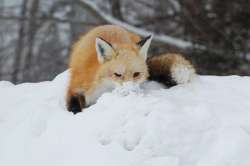 Fox Snow Photo: Lonnie S. Jandreau