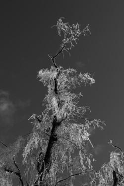 Frozen tree Photo: Robert Schneider