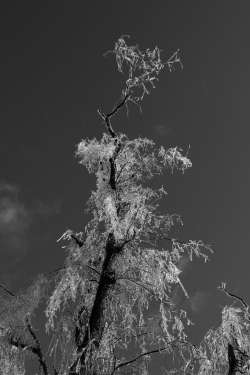 Frozen tree Photo: Robert Schneider