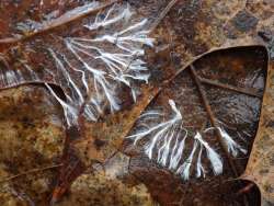 Fungal Mycelia Photo: Frank Kaczmarek