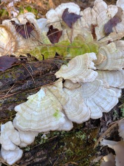 Log fungus Photo: Stephen Fox