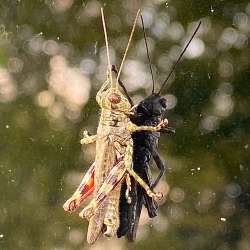 Grasshopper Photo: Will Murphy