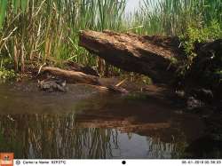 Green Day Photo: Northern Woodlands