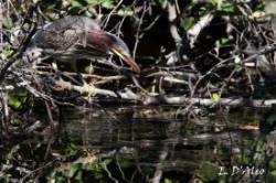 Green Heron Hunting Photo: Eric D'Aleo
