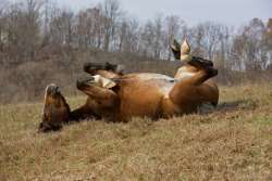 Happy horse Photo: Tom Grett