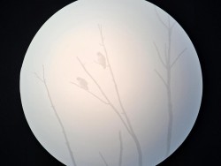 Hawks Photo: Clare Lise Kelly