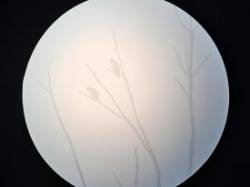 Hawks Photo: Clare Lise Kelly