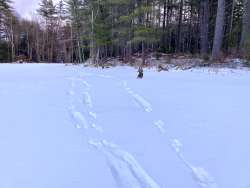 Otter tracks Photo: Karinne Heise