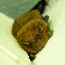 Little brown bats Photo: Amy Quist