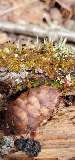 Liverwort Photo: Susan Lichty