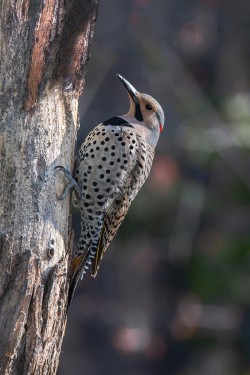Northern Flicker Photo: Alan Schroeder