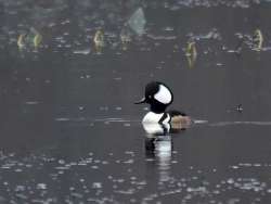 Hooded merganser Photo: Charlie Schwarz