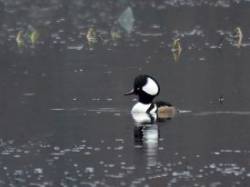Hooded merganser Photo: Charlie Schwarz