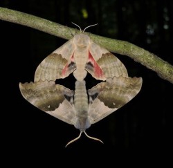 Sphinx Pair Photo: Tami Gingrich