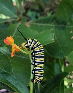 Monarch caterpillar Photo: Karen Goulet