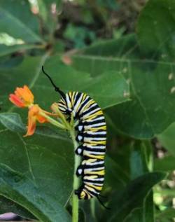 Monarch caterpillar Photo: Karen Goulet