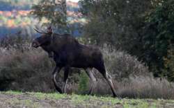 Moose Photo: Lonnie Jandreau