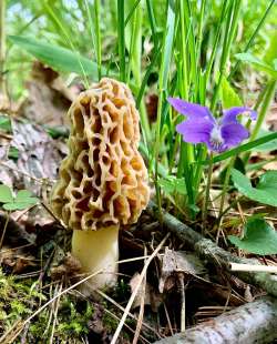 Morels Photo: Bekky Honkala