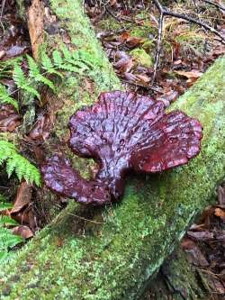 Reishi Photo: Brian Munson