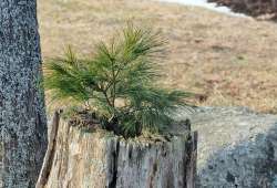 Pine growth Photo: Barb Mackay