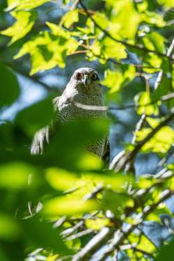 Goshawk Photo: Benjamin Wymer