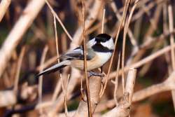 Chickadee Photo: Ross Lanius