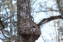 Nuthatch Mole Photo: Alicia Carlson