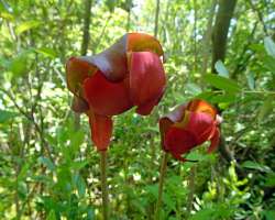 Pitcher plant Photo: Sheri Larsen