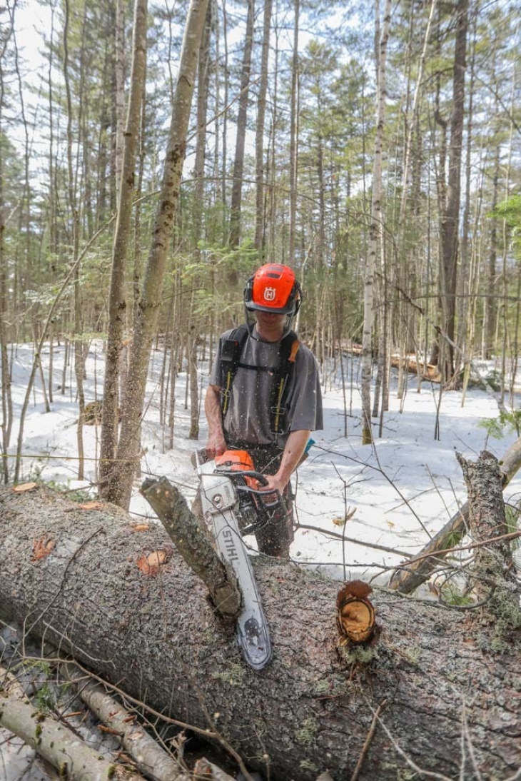 Harvesting Timber in the Adirondacks