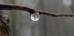 Raindrop Photo: Tammis Coffin