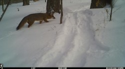 Red Fox Photo: Paul Handy