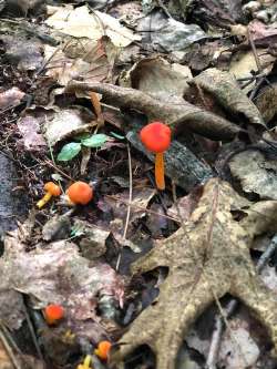 Red mushrooms Photo: Rodney Johnson