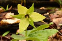 Trillium Photo: Ken Hatch