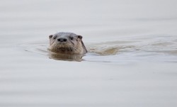 10_river_otter_tig.jpg