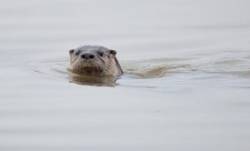 10_river_otter_tig.jpg