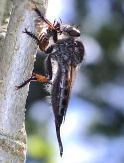 Robber fly Photo: Frank Kaczmarek