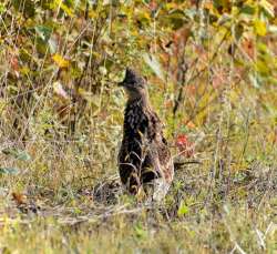 Grouse Photo: Anna Lewis