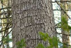 Sapsucker bands Photo: Stephen Fox