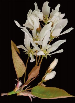 Photographer's Notebook: Tree and Shrub Flowers Photo: Jerry Jenkins