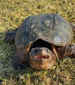 Snapping turtle Photo: Carolyn Meves