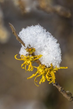 Snow on Witch Hazel Photo: John Snell