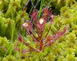 Spoonleaf sundew Photo: Sheri Larsen