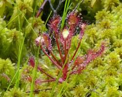 Spoonleaf sundew Photo: Sheri Larsen