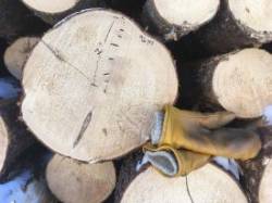 Spruce logs Photo: Alex Barrett