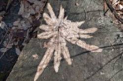 Star stump Photo: Geoffrey Bluh